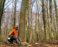 Baumfällung, Baum fällen, Baumfäller, Baumfällarbeiten Nordrhein-Westfalen - Billerbeck Vorschau