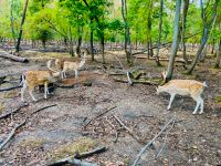 Gartengrundstück im Raum Mannheim zum Kaufen gesucht Baden-Württemberg - Mannheim Vorschau