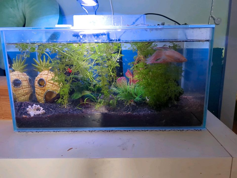 Nano Aquarium in Erfurt