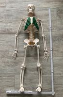 Skelett ca. 85cm groß Rheinland-Pfalz - Straßenhaus Vorschau
