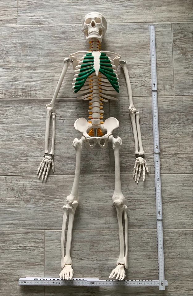 Skelett ca. 85cm groß in Straßenhaus