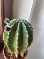 Kaktus Kakteen Zimmerpflanze Brandenburg - Zossen Vorschau