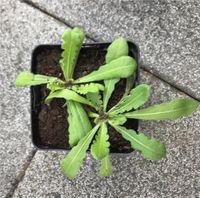 Strandflieder Statice Limonium sinuatum einjährig Niedersachsen - Hoya Vorschau