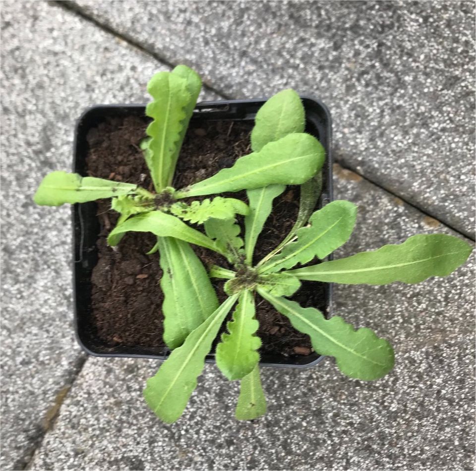 Strandflieder Statice Limonium sinuatum einjährig in Hoya