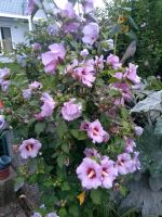 Garten-Hibiskus / Malve winterhart, schnittverträglich Bayern - Mertingen Vorschau