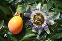 20 Samen Passiflora caerulea PASSIONSBLUME Versand 1€ Stuttgart - Vaihingen Vorschau