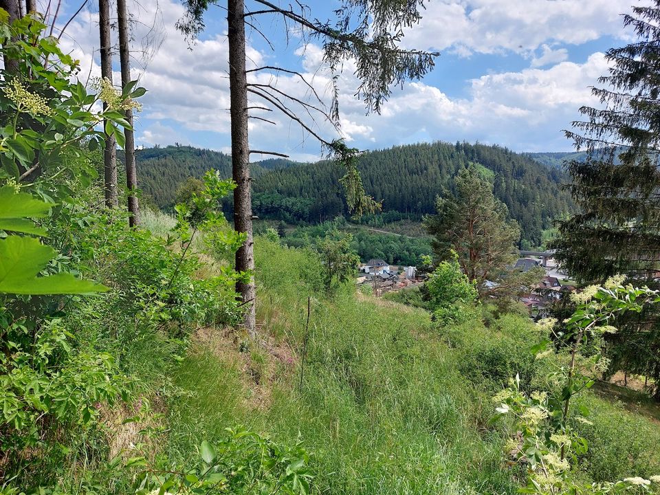 GANESHA-IMMOBILIEN...schöne Waldlichtung mit Fernblick ins Tal zu verkaufen ! in Wallenfels