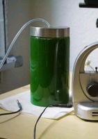 Spirulina Algen Kultur Frankfurt am Main - Sachsenhausen Vorschau