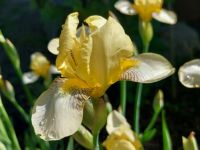 ☘️ Iris x germanica 'Flavescens' - Gelbliche Schwertlilie 5€/2Stk Brandenburg - Ziltendorf Vorschau