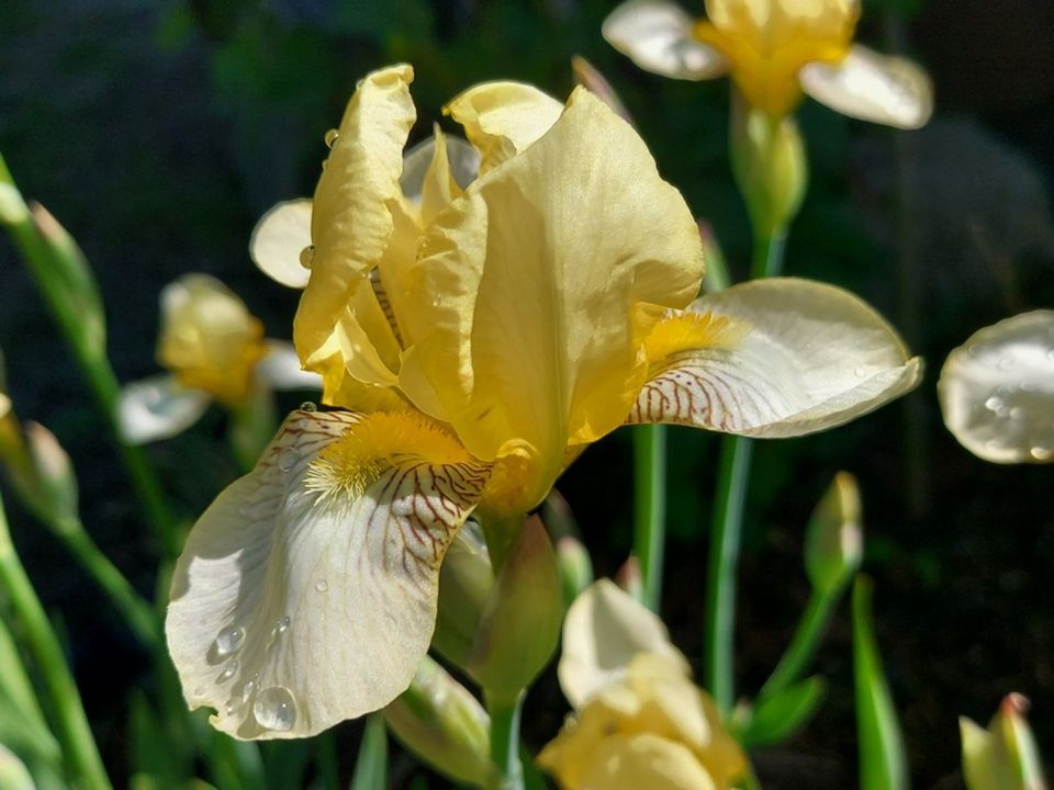 ☘️ Iris x germanica 'Flavescens' - Gelbliche Schwertlilie 5€/2Stk in Ziltendorf