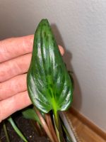 Drimiopsis maculata Essen - Essen-Kettwig Vorschau