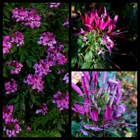 Samen Spinnenblume, Cleome spinosa in Violette / Magenta Niedersachsen - Georgsmarienhütte Vorschau