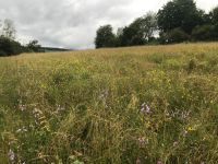 Ackerland, Grünland, Wald, Grundstück, Streuobstwiese, wiese, Hessen - Büdingen Vorschau