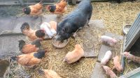 Gottinger mini ferkel Hängebauchschweine pig Nordrhein-Westfalen - Kevelaer Vorschau