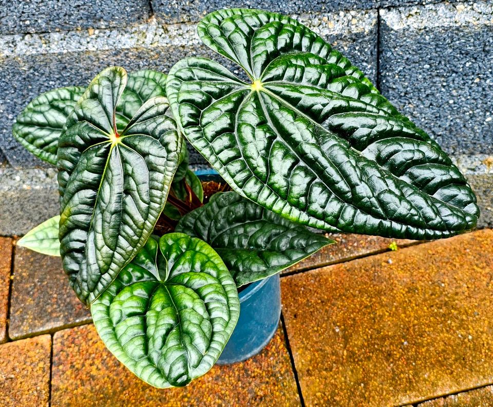 Große Anthurium Luxurians - M1 in Obertshausen