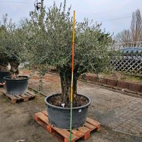 Olivenbaum olea europea martèno Gartenpflanze Hessen - Wiesbaden Vorschau