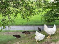 Hühner Hennen Grünleger Baden-Württemberg - Argenbühl Vorschau