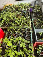 Bio Tomatenpflanzen Rheinland-Pfalz - Kandel Vorschau