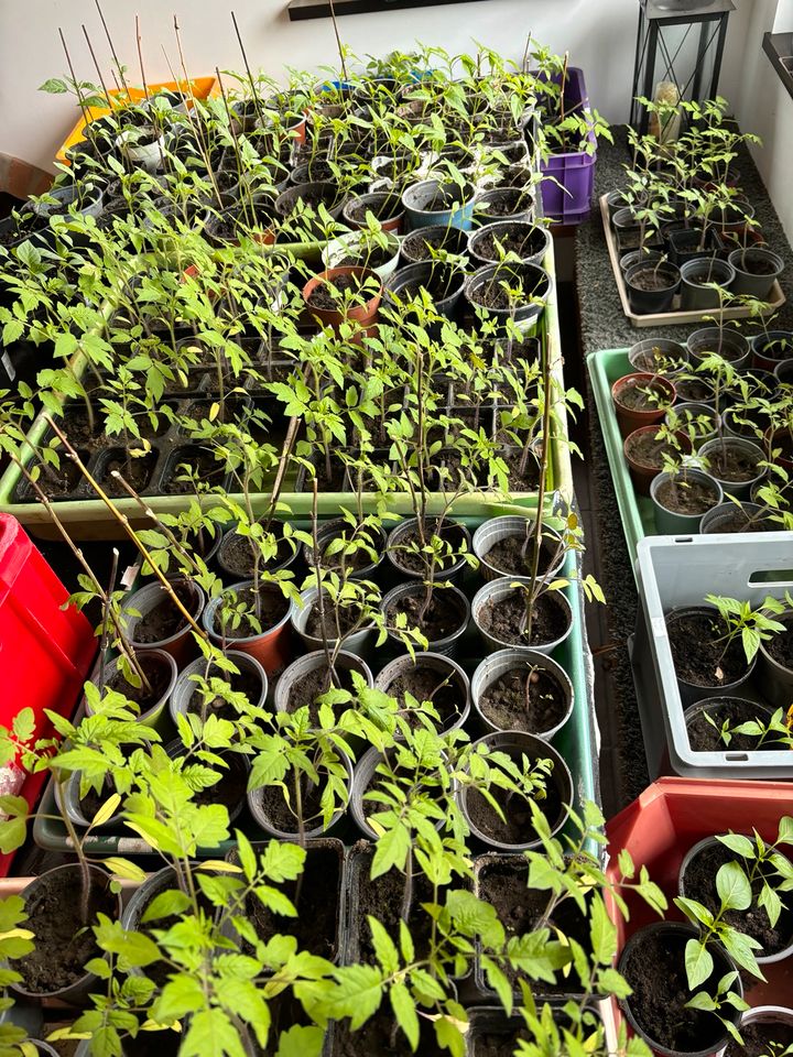 Bio Tomatenpflanzen in Kandel