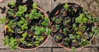 Erdbeer-Pflanzen, verschieden Sorten, zu verkaufen Niedersachsen - Leer (Ostfriesland) Vorschau