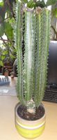 Kaktus - dreikantige Wolfsmilch (Euphorbia trigona) ~ 40 cm hoch Pankow - Karow Vorschau