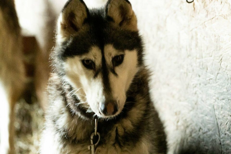 Aika - Huskyhündin sucht ihr zu Hause in Bremervörde