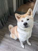 Akita Inu Hund Baden-Württemberg - Schramberg Vorschau