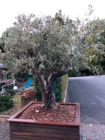 ca 100 jahre alter Olivenbaum Essen - Essen-Kray Vorschau