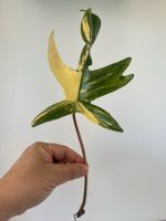 Philodendron Florida Beauty Leipzig - Leipzig, Zentrum Vorschau