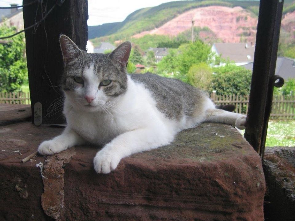 Lieber Kater in Taben-Rodt