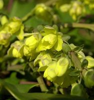 Schmuckblatt Mahonie 40-60cm - Mahonia bealei Niedersachsen - Bad Zwischenahn Vorschau