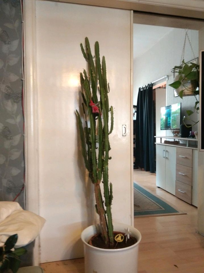 Großer Kaktus sucht neues Zuhause in Bremen