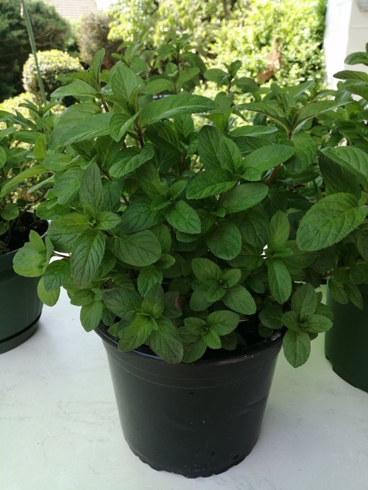 englische SchokoMinze, Kräuter, Gewürze, Pflanzen,Stauden,Garten in