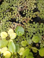 Wasserpflanzen | Entengrütze / duck weed, Salvinia, Limnobium Friedrichshain-Kreuzberg - Kreuzberg Vorschau