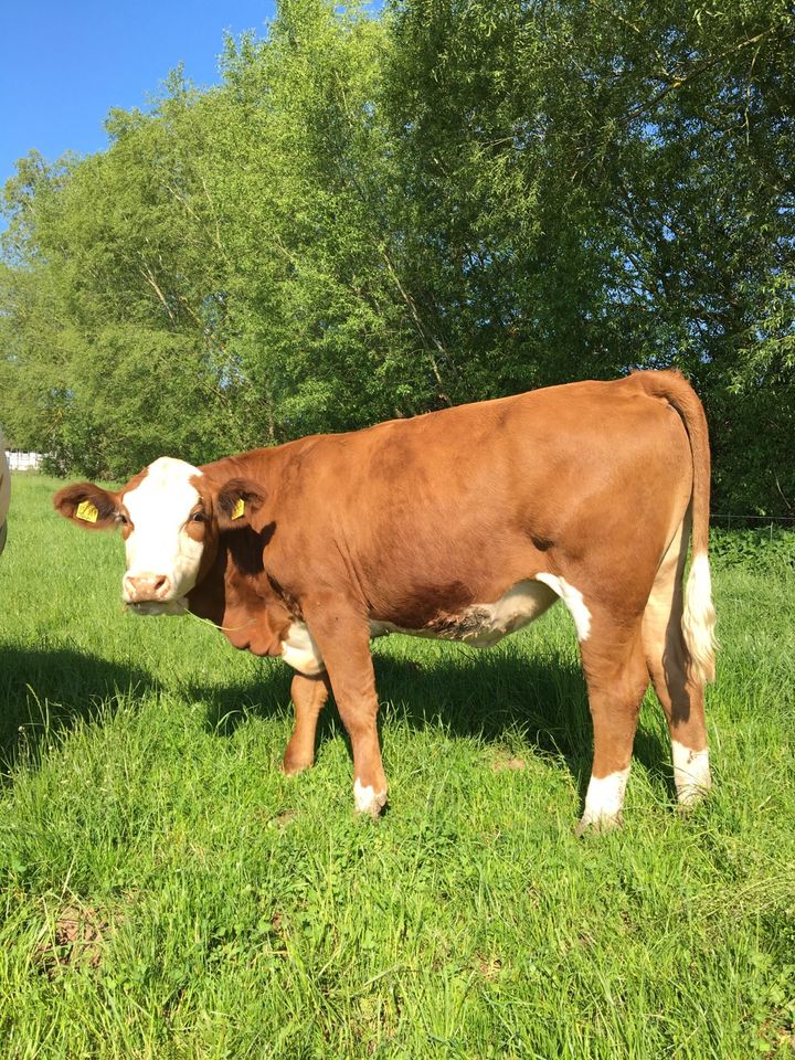 Fleckvieh Fleisch Rinder in Bad Arolsen