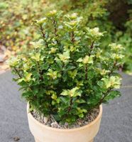 Amerikanischer Ilex Little Rascal 30-40cm - Ilex meserveae Niedersachsen - Bad Zwischenahn Vorschau