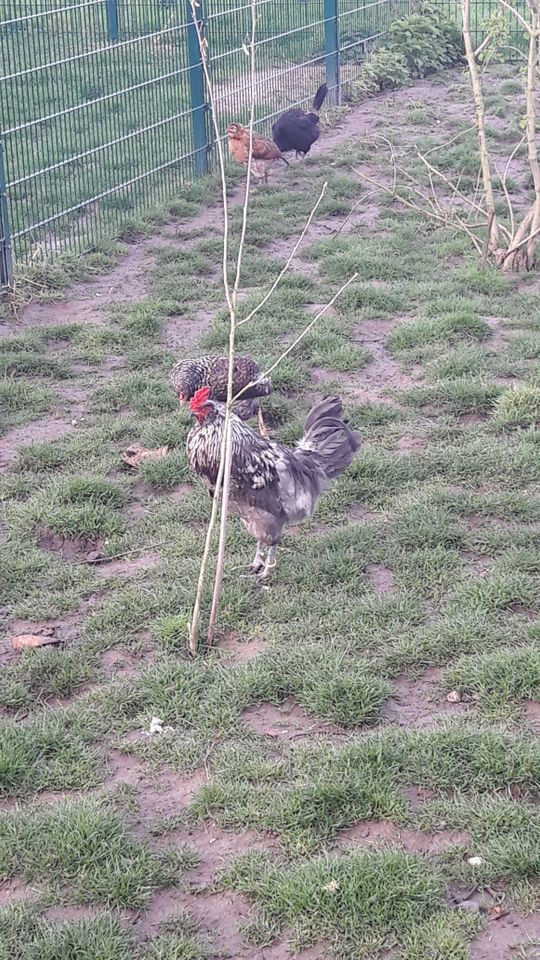 Araucaner, Grünleger,Bunte Bruteier,Hühner-Eier, Araucana in Kerken