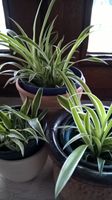 Grünlilien Zimmerpflanze Luftverbesserer Pflanzen Hessen - Babenhausen Vorschau