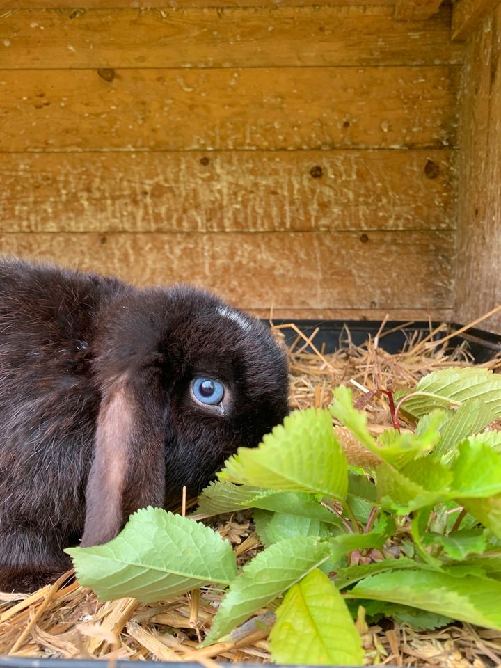 Kaninchen Minilop Zwergwidder in Korbach