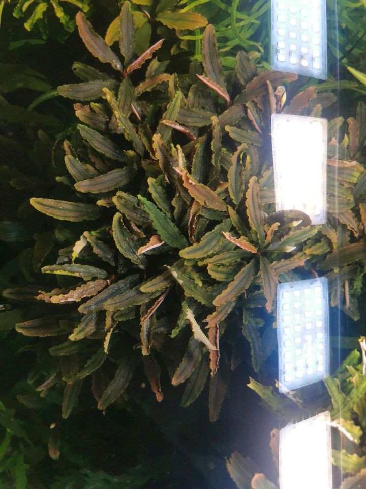 Pflanzenbusch Bucephalandra Biblis Aquascape in Bergkamen
