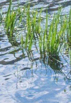 10 x wassergraß Teichgraß Schwanengraß Teich Bach SET in Nürnberg