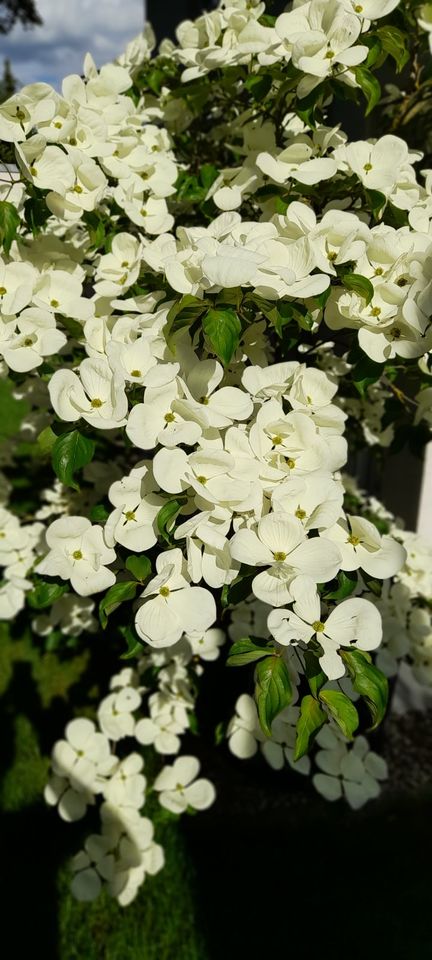 Japanischer Hartriegel / Cornus Kousa "Venus" - 270 / 230cm in Günzburg