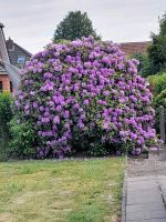 Rhododendron Niedersachsen - Twistringen Vorschau
