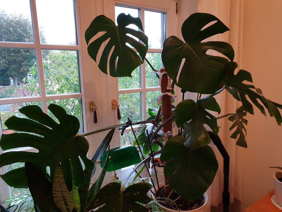 Fensterblatt Monstera groß - schöne Pflanze in Dresden