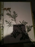 Herbarium Pflanzen Bayern - Küps Vorschau