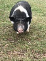 Schwein Mini-/Hängebauchschweine Mix Sachsen-Anhalt - Quedlinburg Vorschau