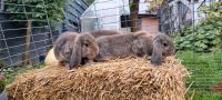 Deutsche Kleinwidder wildfarbig Jungtiere Nordrhein-Westfalen - Kreuztal Vorschau