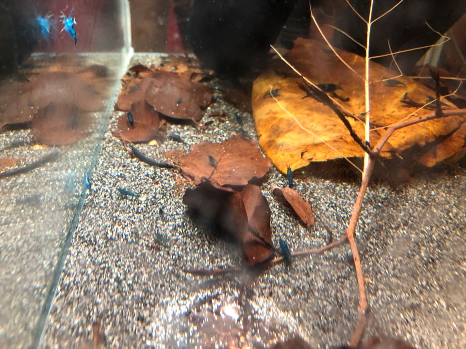 Garnelen Blaue Neocaridina in Nüsttal