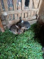Junge Kaninchen Absetzer Thüringen - Bad Sulza Vorschau
