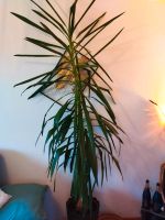 Yucca Palme über 200 cm Nordrhein-Westfalen - Hagen Vorschau
